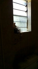 Streptopelia senegalensis