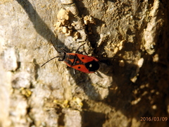 Melanocoryphus tristrami