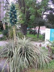Puya alpestris alpestris