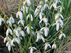 Galanthus nivalis