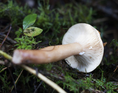 Lactarius tabidus