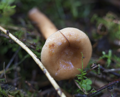 Lactarius tabidus