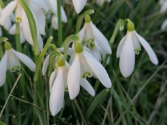 Galanthus nivalis