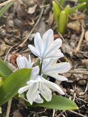 Scilla mischtschenkoana