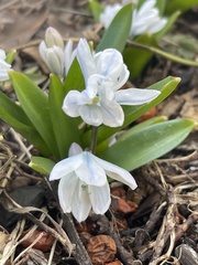 Scilla mischtschenkoana