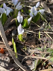 Scilla mischtschenkoana