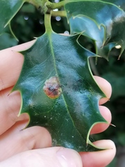 Phytomyza ilicis