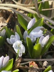 Scilla mischtschenkoana