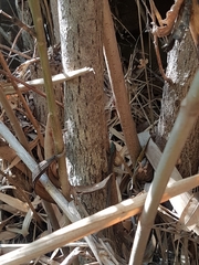 Phoenicolacerta laevis