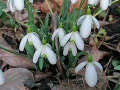 Galanthus nivalis