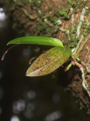Drymoanthus