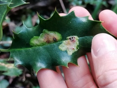 Phytomyza ilicis
