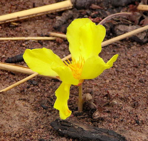 Cochlospermum tinctorium