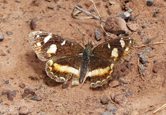 Telenassa berenice
