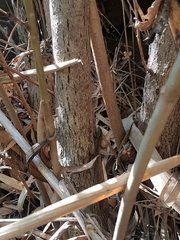 Phoenicolacerta laevis