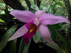 Laelia anceps