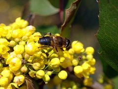 Eristalis pertinax