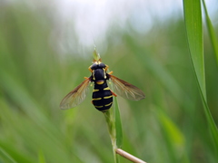 Xanthogramma citrofasciatum