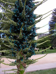 Puya alpestris alpestris