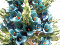 Puya alpestris alpestris