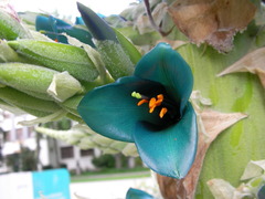 Puya alpestris alpestris