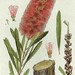 Callistemon lanceolatus - Photo Edward Minchen (1862-1913), no known copyright restrictions (public domain)