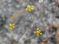 Chamarea