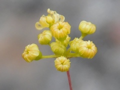 Chamarea