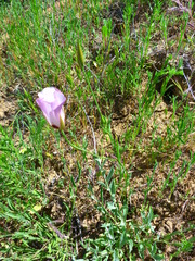 Calochortus catalinae