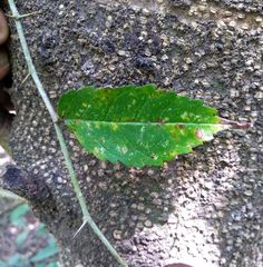 Maclura tinctoria