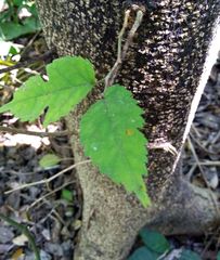 Maclura tinctoria