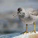 Wandering Tattler - Photo (c) Cameron Eckert, some rights reserved (CC BY-NC), uploaded by Cameron Eckert