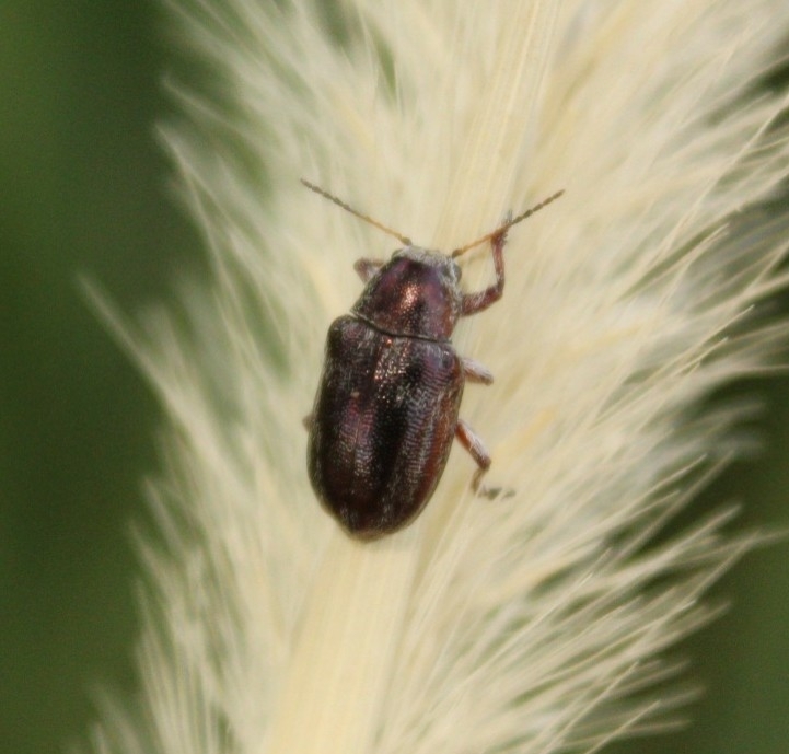 Glyptoscelis pulvinosus