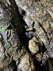 Breviceps carruthersi