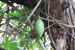 Amphitecna apiculata