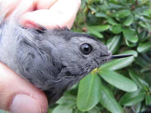 Gray Catbird photographed in Massachusetts