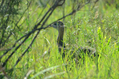 Rhynchotus rufescens