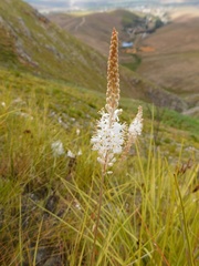 Bulbinella trinervis