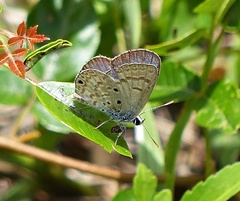 Hemiargus hanno hanno