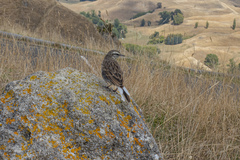 Anthus novaeseelandiae novaeseelandiae