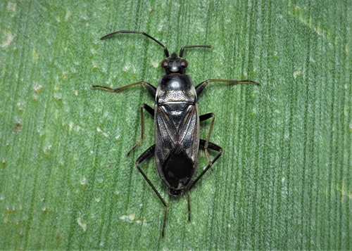 bright-spotted groundbug