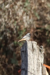Phoenicurus ochruros