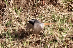 Phoenicurus ochruros