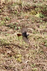 Phoenicurus ochruros