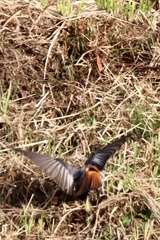 Phoenicurus ochruros