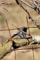 Phoenicurus ochruros