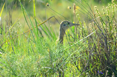 Rhynchotus rufescens