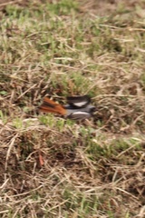 Phoenicurus ochruros