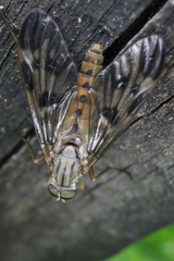 Rhagio atlanticus