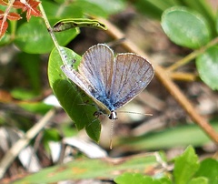 Hemiargus hanno hanno